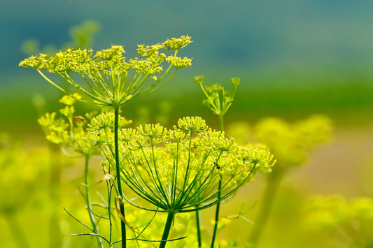 Fenchel roh essen: Die wichtigsten Infos zum Verzehr