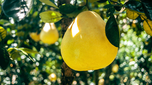 Die Wirkung der Pomelo auf die Gesundheit: Die wichtigsten Fragen und Antworten